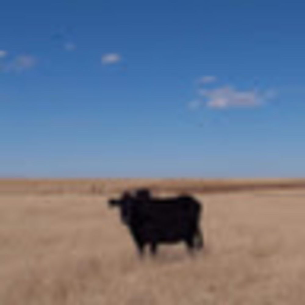 Meet your Posher, Shelley